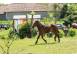 Vand doi cai femele animale domestice si pasari 916099 poza 3